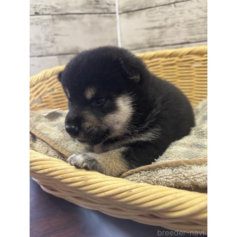 販売中の静岡県の柴犬-412699の4枚目