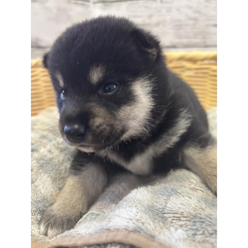 販売中の静岡県の柴犬-412699の3枚目