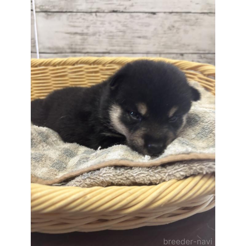 販売中の静岡県の柴犬-412699の2枚目