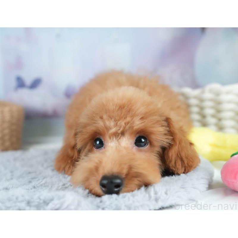 販売中の埼玉県のトイプードル-412705の15枚目
