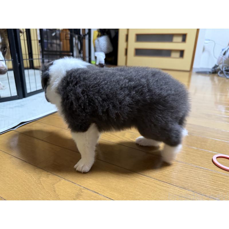 販売中の香川県のボーダーコリー-412710の4枚目