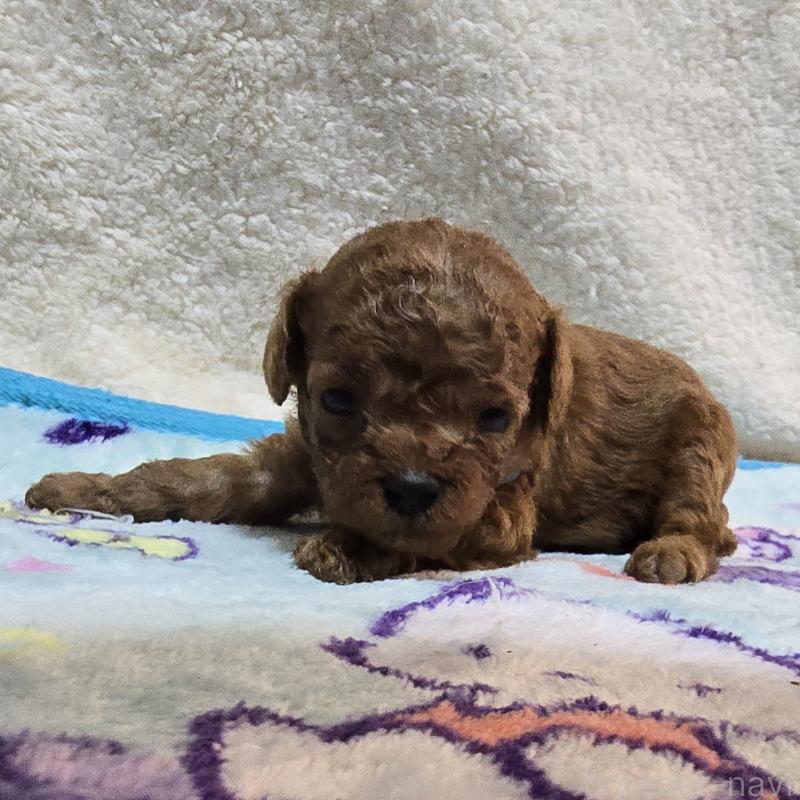 成約済の岡山県のトイプードル-411589の14枚目