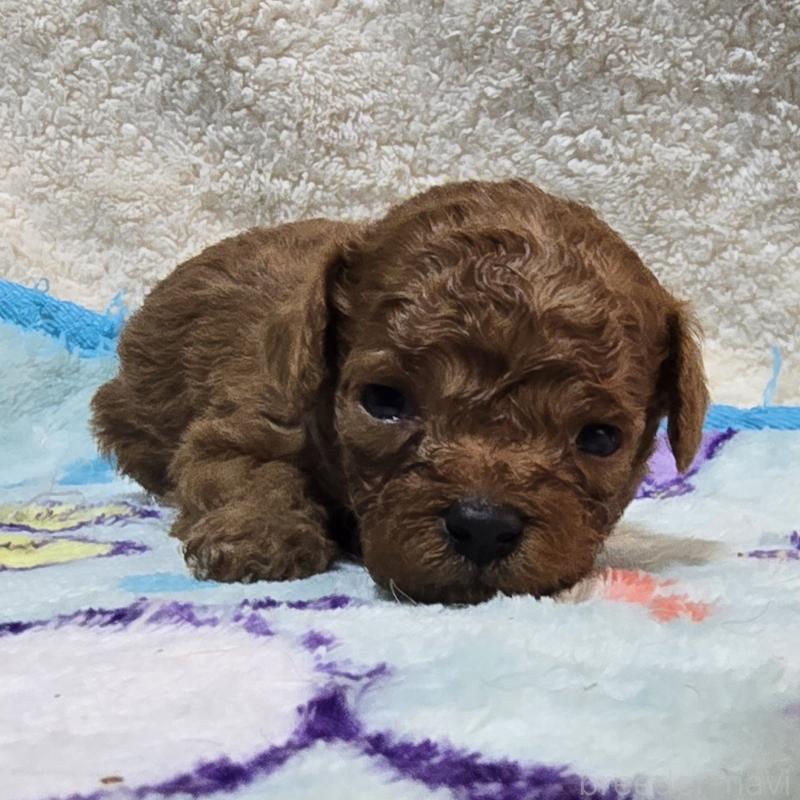 成約済の岡山県のトイプードル-411589の13枚目