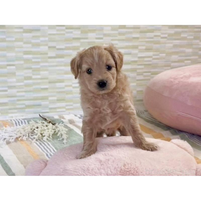 販売中の福岡県のポメプー:ポメラニアン×トイプードル-406555の15枚目
