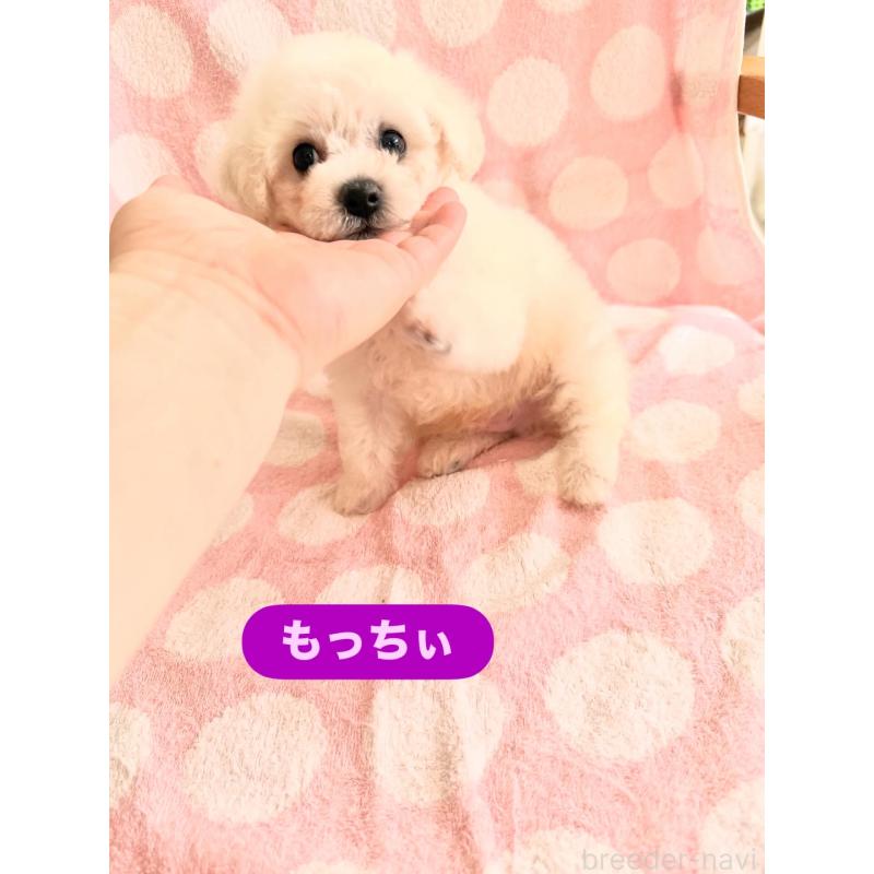 成約済の山形県のビションフリーゼ-407560の3枚目