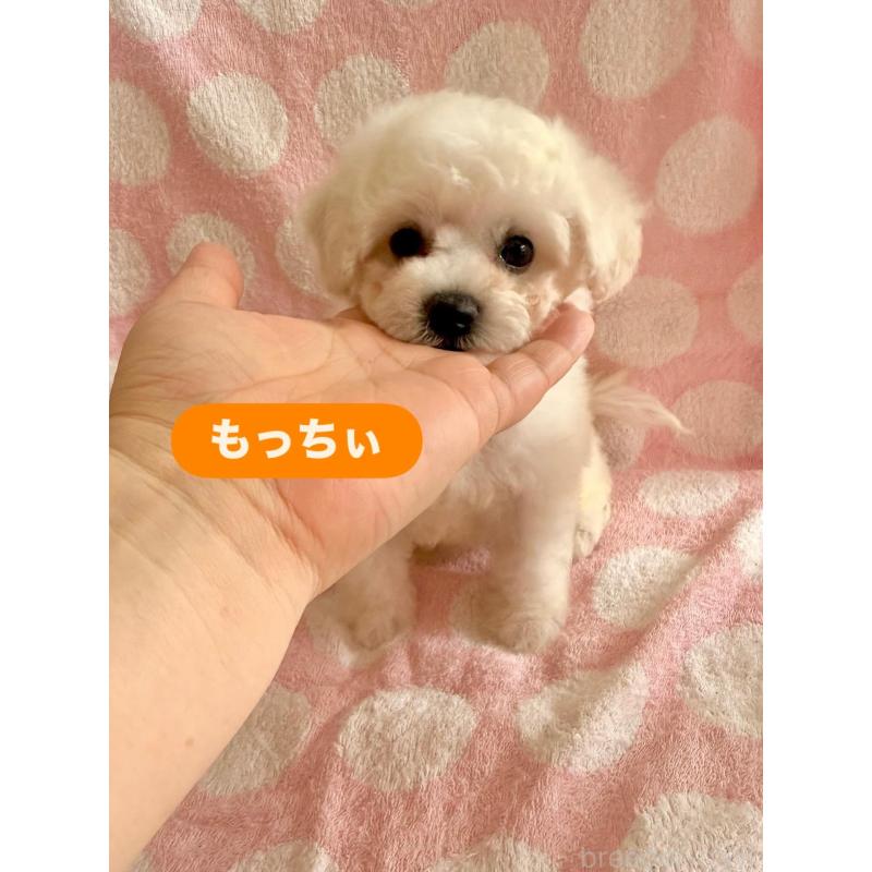 成約済の山形県のビションフリーゼ-407560の2枚目