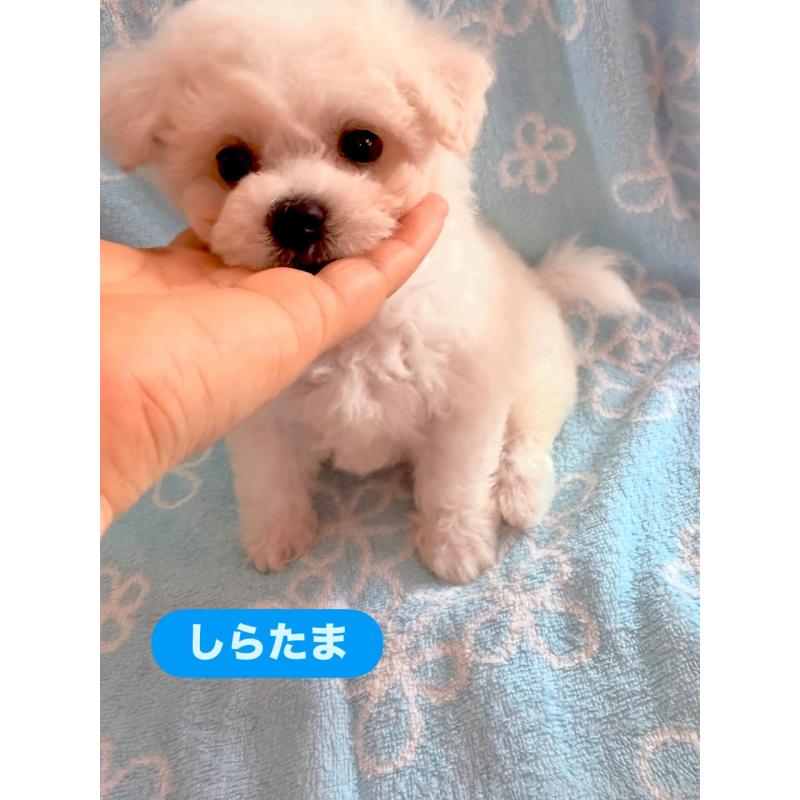成約済の山形県のビションフリーゼ-407559の3枚目