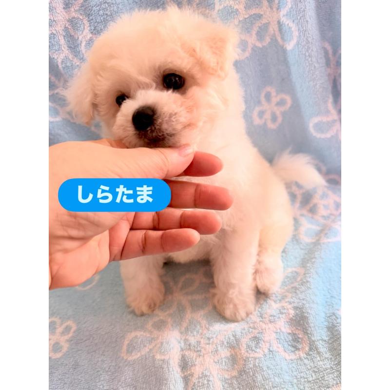 成約済の山形県のビションフリーゼ-407559の2枚目