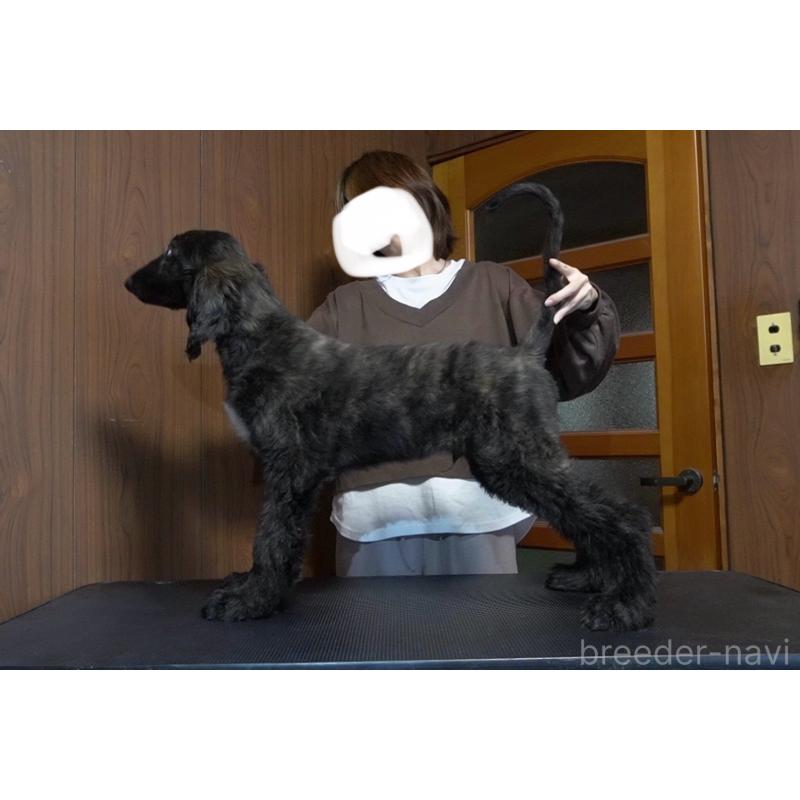 販売中の愛知県のアフガンハウンド-412725の3枚目