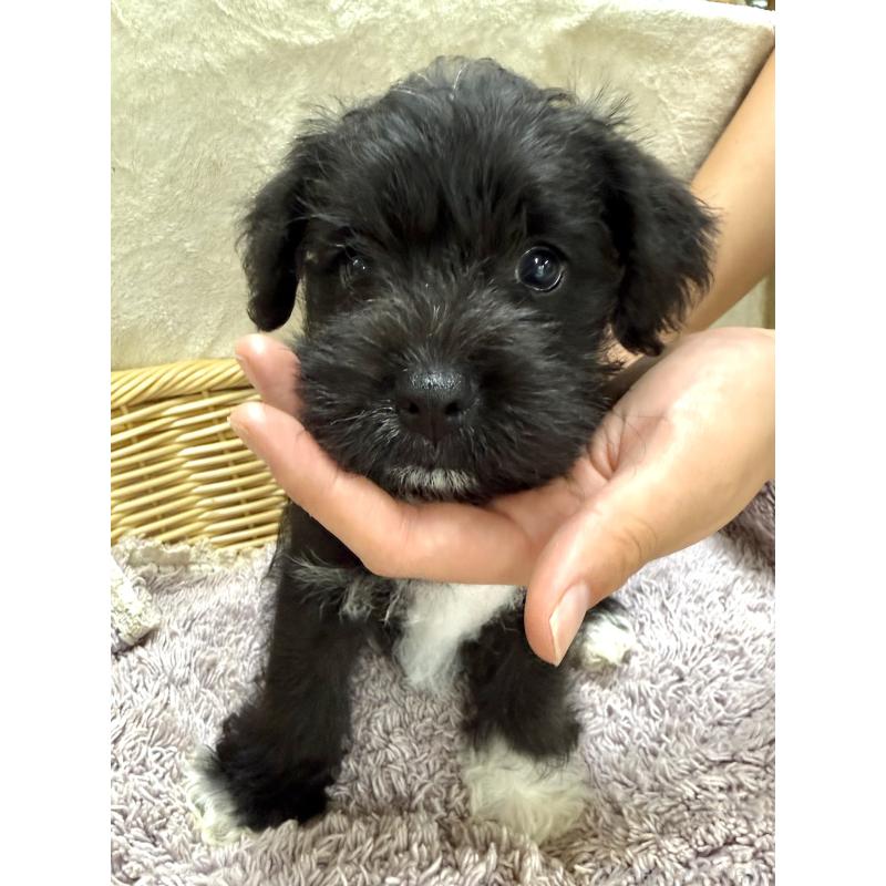 販売中の栃木県のミックス犬-408963