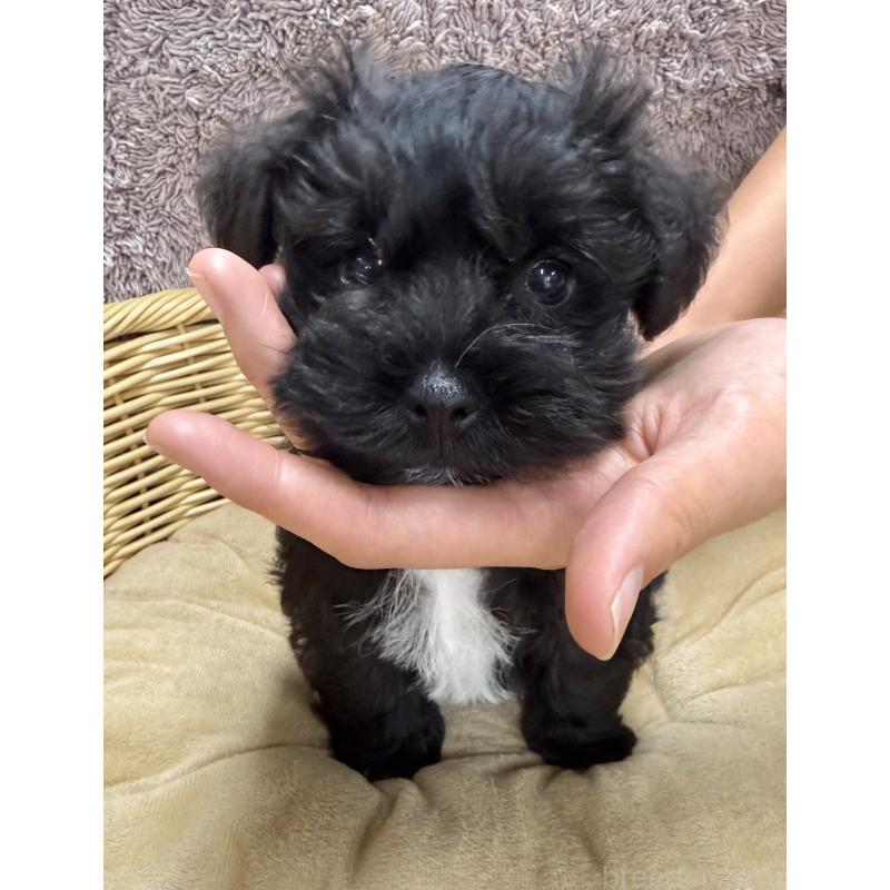 販売中の栃木県のミックス犬-408959