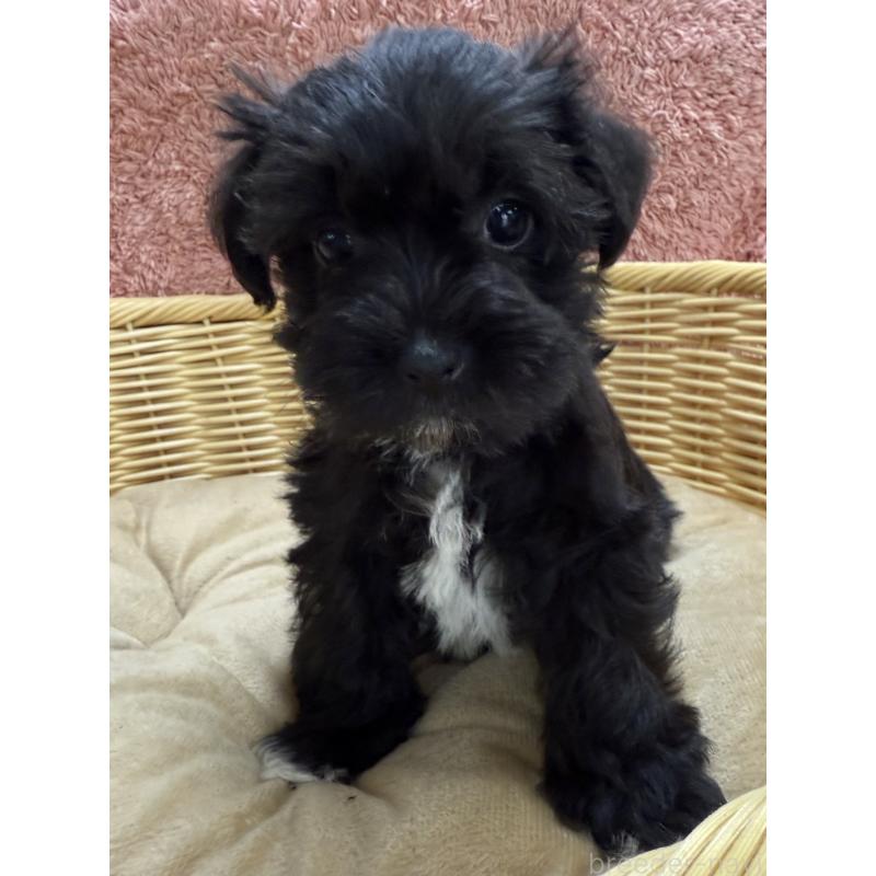 販売中の栃木県のミックス犬-408961