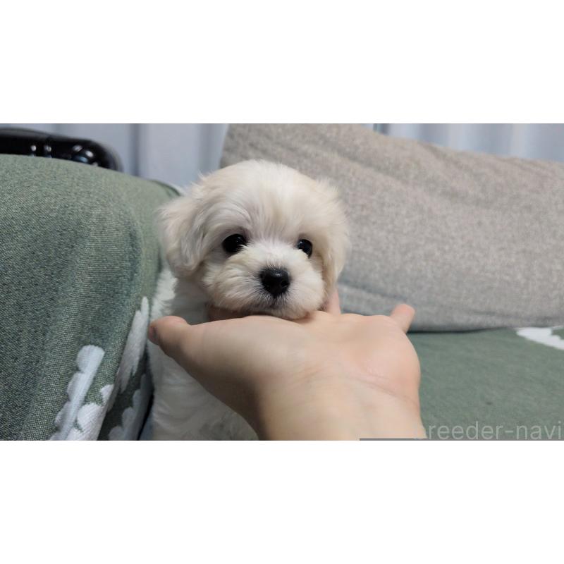 販売中の茨城県のマルプー:マルチーズ×トイプードル-412744の3枚目