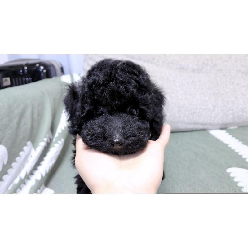 販売中の茨城県のトイプードル-412745の5枚目