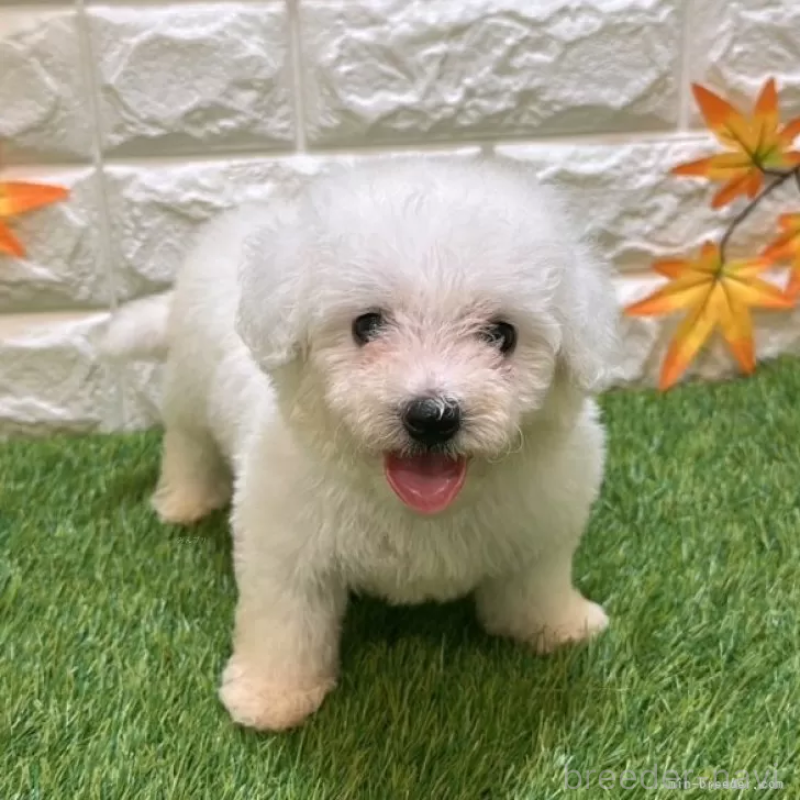 成約済の愛知県のビションフリーゼ-411775の1枚目