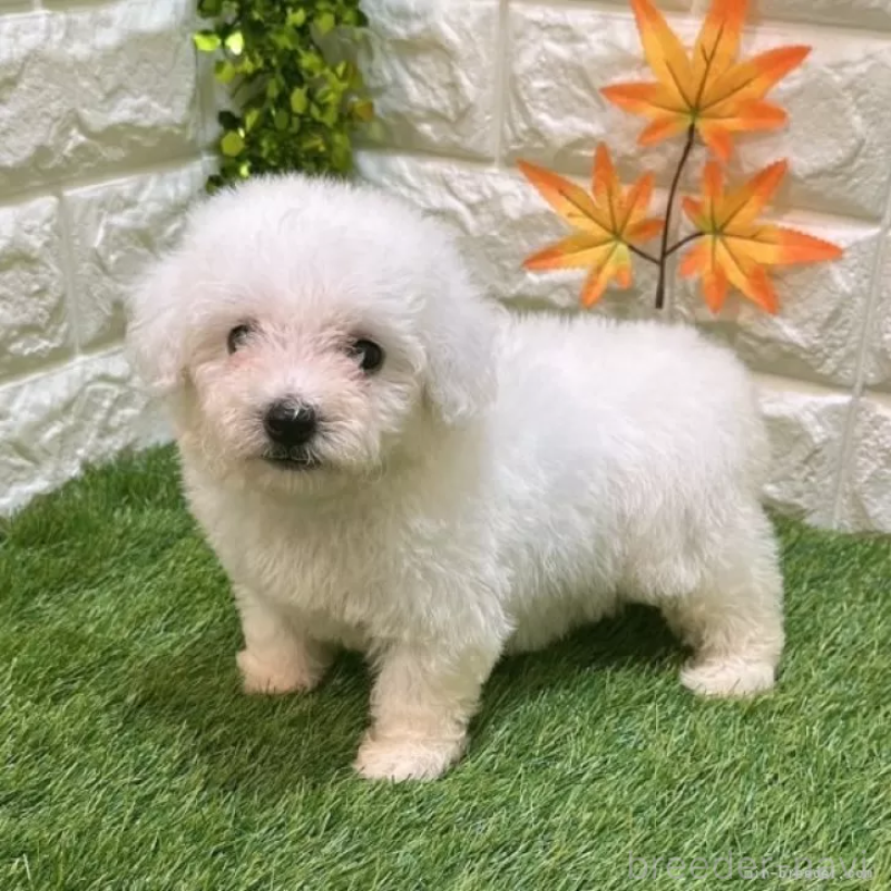 成約済の愛知県のビションフリーゼ-411775の5枚目