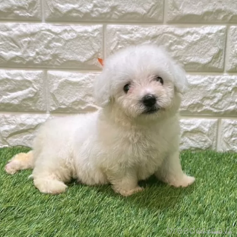 成約済の愛知県のビションフリーゼ-411775の4枚目