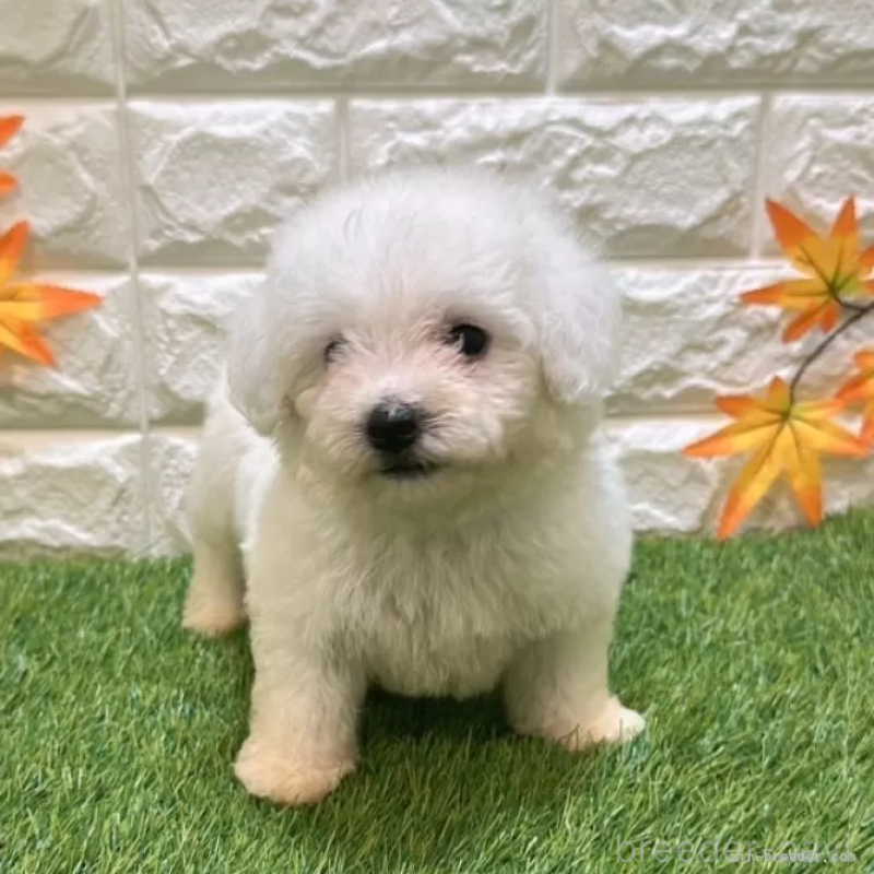 成約済の愛知県のビションフリーゼ-411775の3枚目