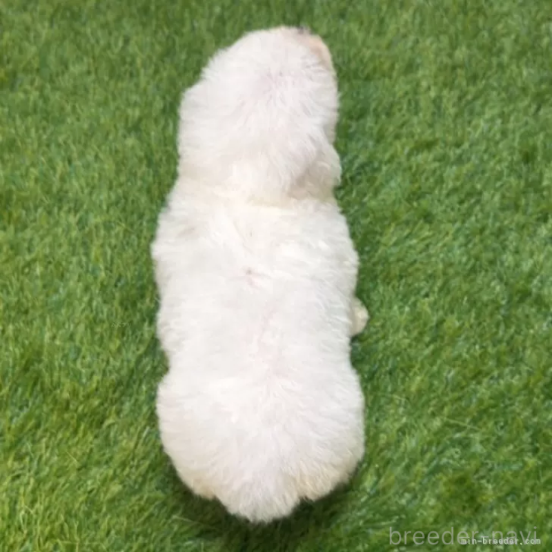 成約済の愛知県のビションフリーゼ-411775の2枚目