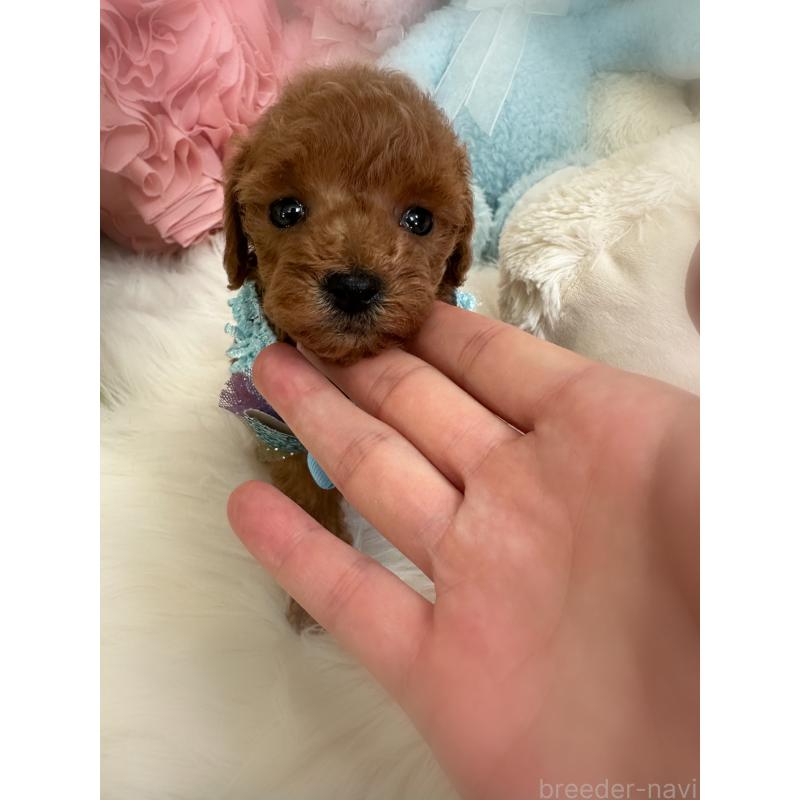 販売中の香川県のトイプードル-412589の7枚目