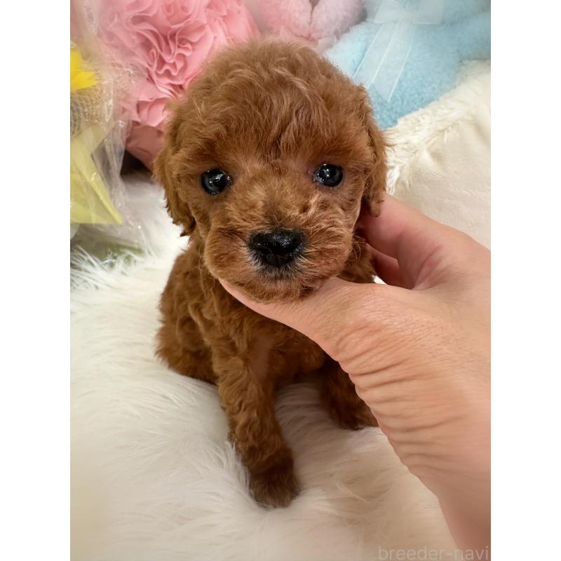 販売中の香川県のトイプードル-412589の5枚目