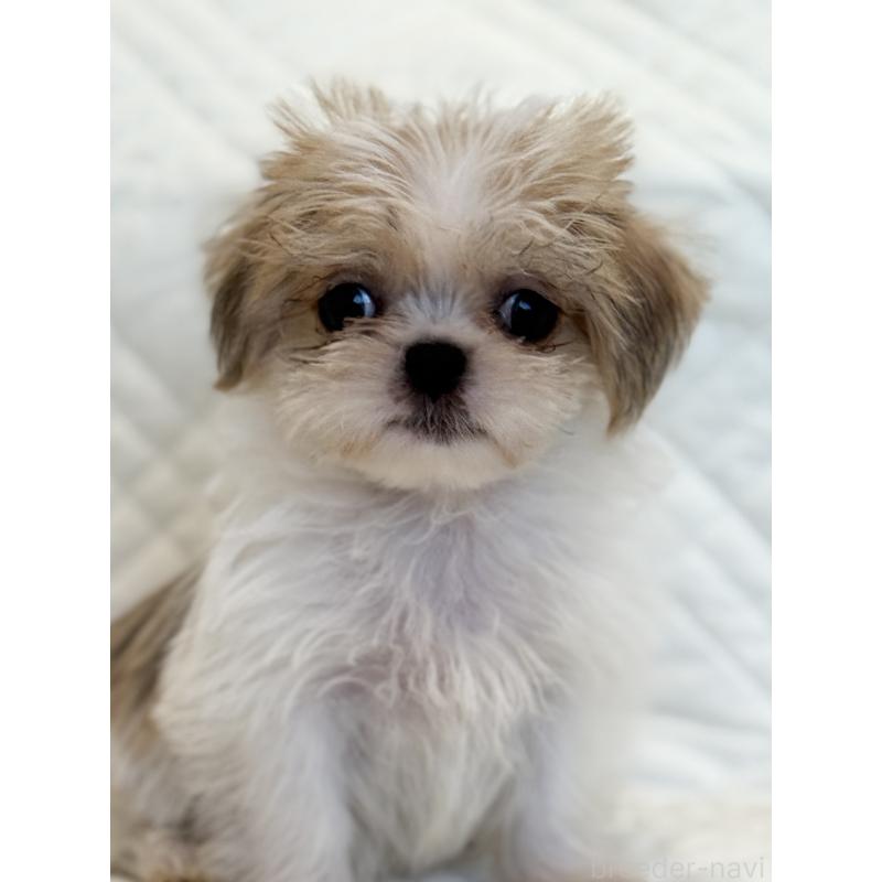 販売中の埼玉県のミックス犬-412592の7枚目