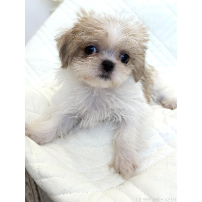 販売中の埼玉県のミックス犬-412592の3枚目
