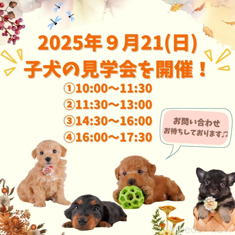 販売中の東京都のチワックス:チワワ×ミニチュアダックスフンド-412823の9枚目