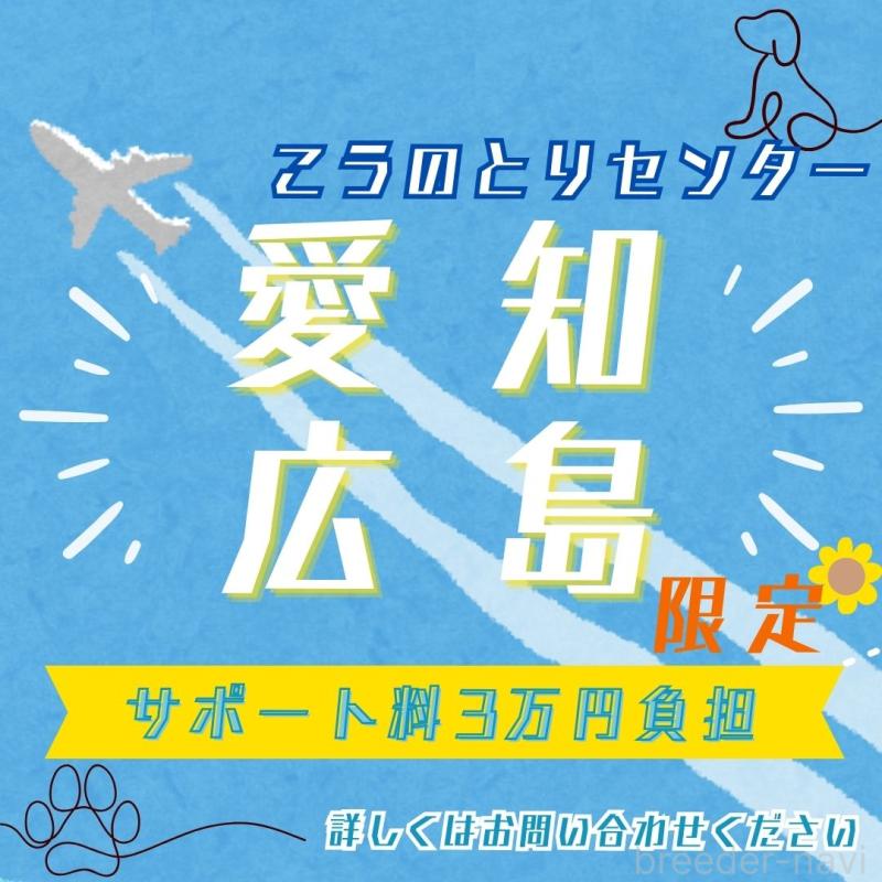 販売中の東京都のタイニープードル-412824の8枚目