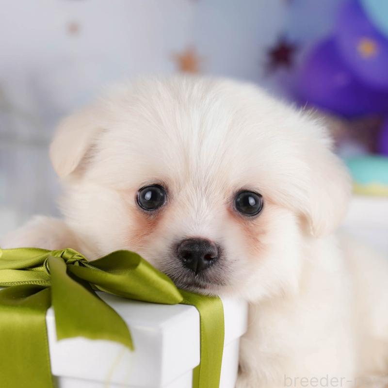 販売中の東京都のミックス犬-412827の1枚目
