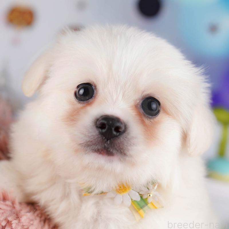 販売中の東京都のミックス犬-412827の7枚目