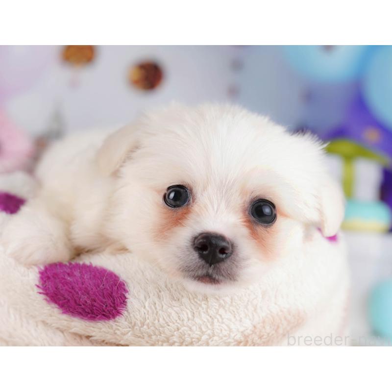 販売中の東京都のミックス犬-412827の5枚目