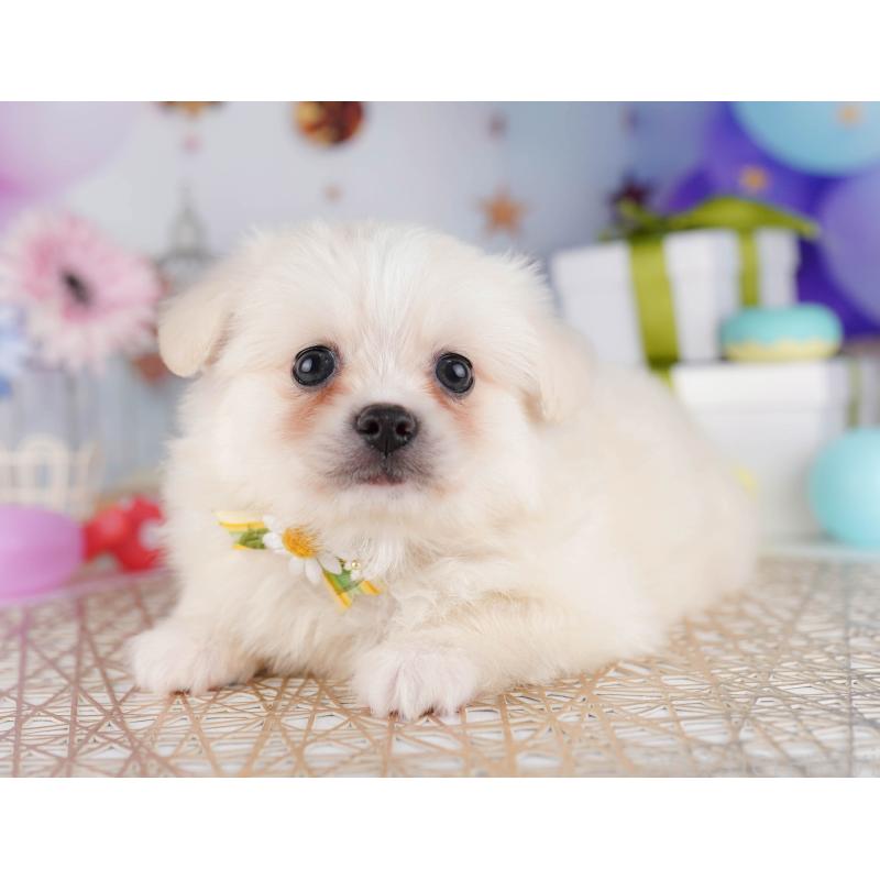 販売中の東京都のミックス犬-412827の3枚目