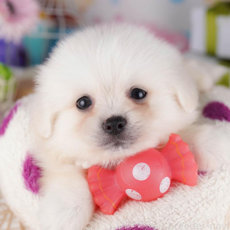 販売中の東京都のミックス犬-412828の1枚目