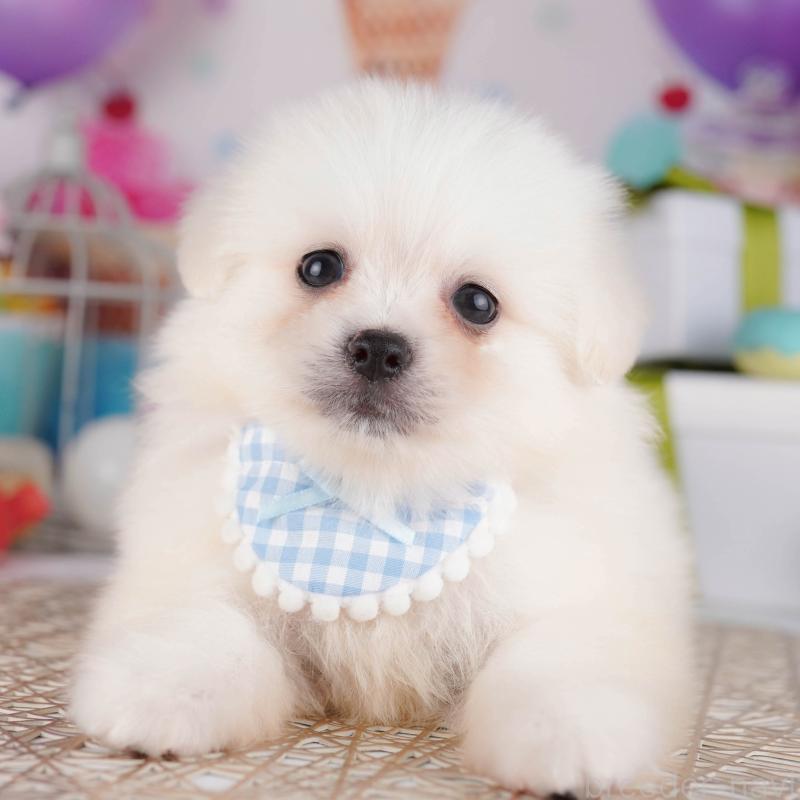 販売中の東京都のミックス犬-412828の7枚目