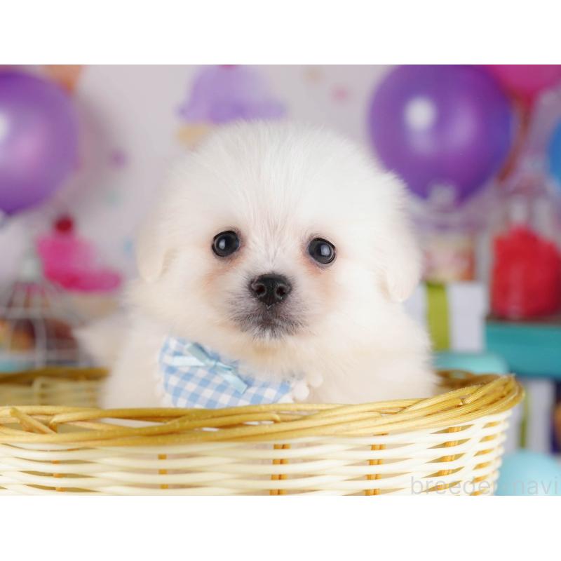 販売中の東京都のミックス犬-412828の6枚目