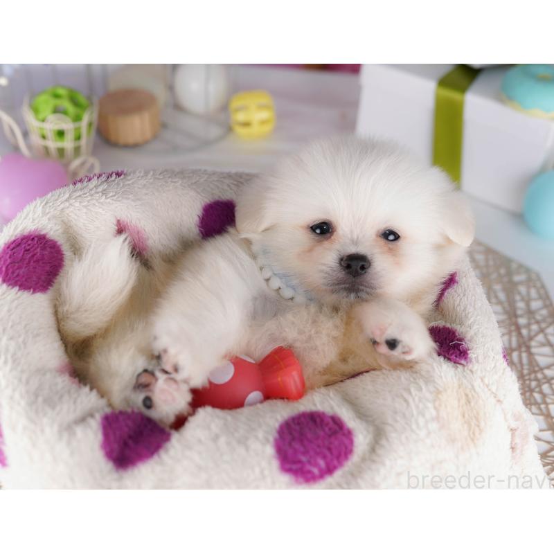 販売中の東京都のミックス犬-412828の5枚目