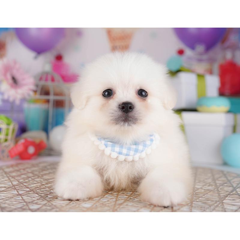 販売中の東京都のミックス犬-412828の4枚目