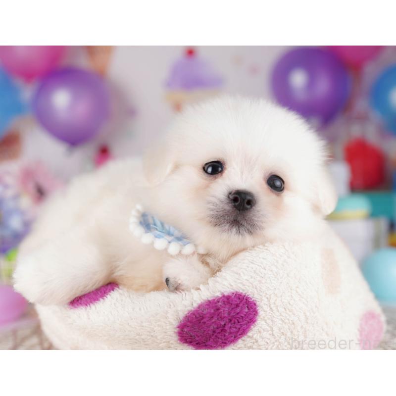 販売中の東京都のミックス犬-412828の3枚目
