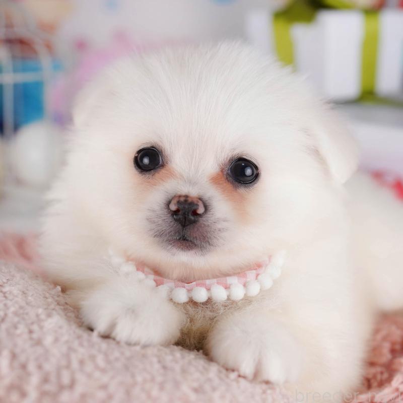 販売中の東京都のミックス犬-412830の1枚目