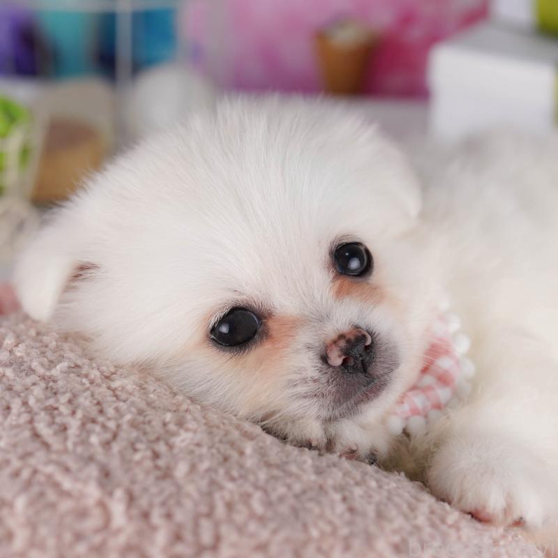 販売中の東京都のミックス犬-412830の7枚目