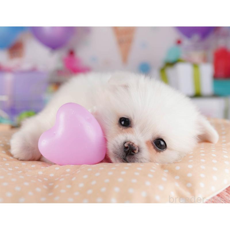販売中の東京都のミックス犬-412830の6枚目