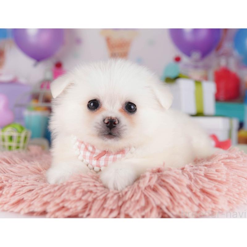 販売中の東京都のミックス犬-412830の5枚目