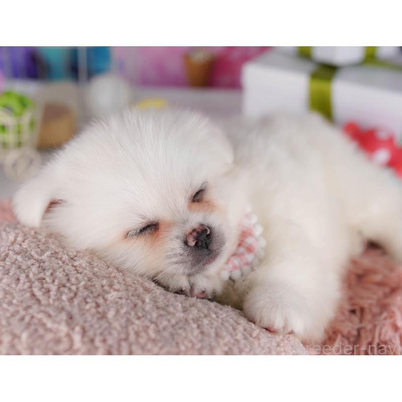 販売中の東京都のミックス犬-412830の4枚目