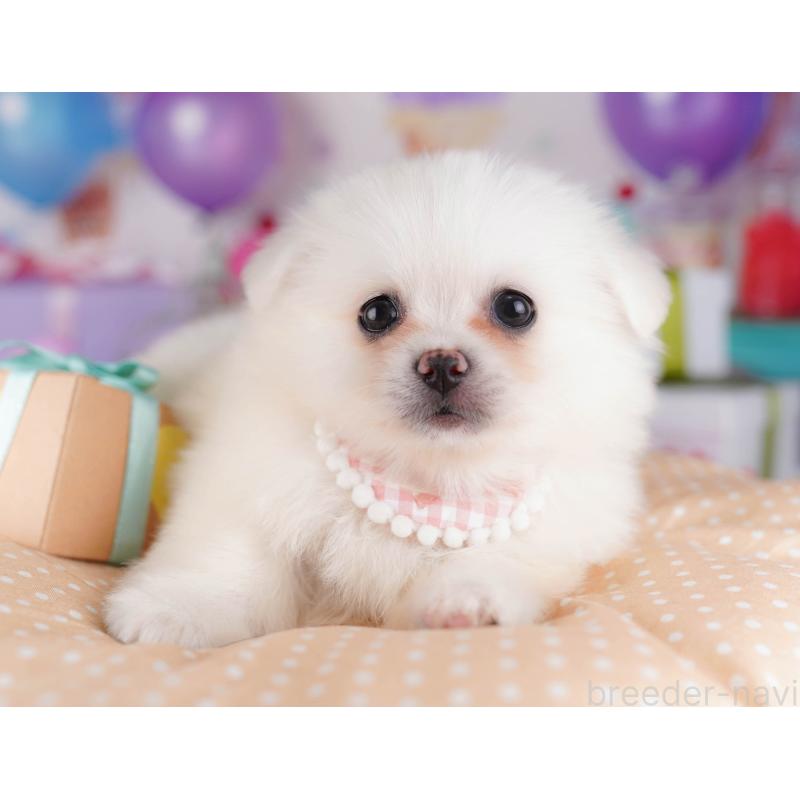 販売中の東京都のミックス犬-412830の3枚目