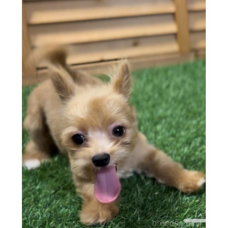 販売中の埼玉県のミックス犬-386146の17枚目