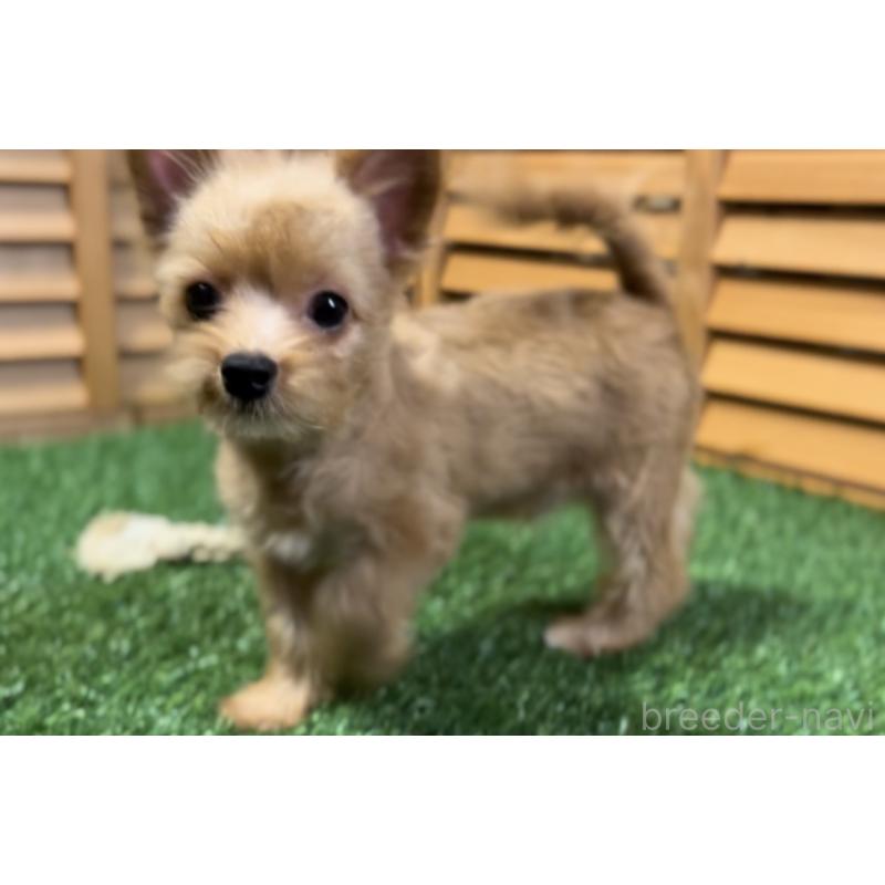 販売中の埼玉県のミックス犬-386146の16枚目