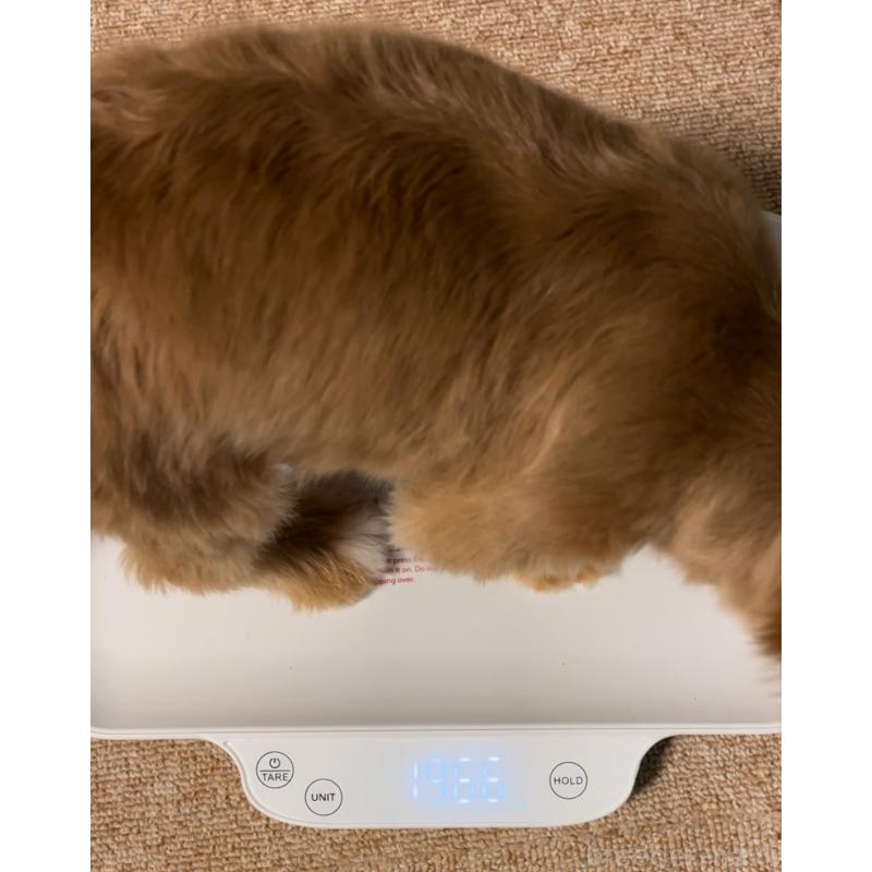 販売中の埼玉県のミックス犬-386146の7枚目