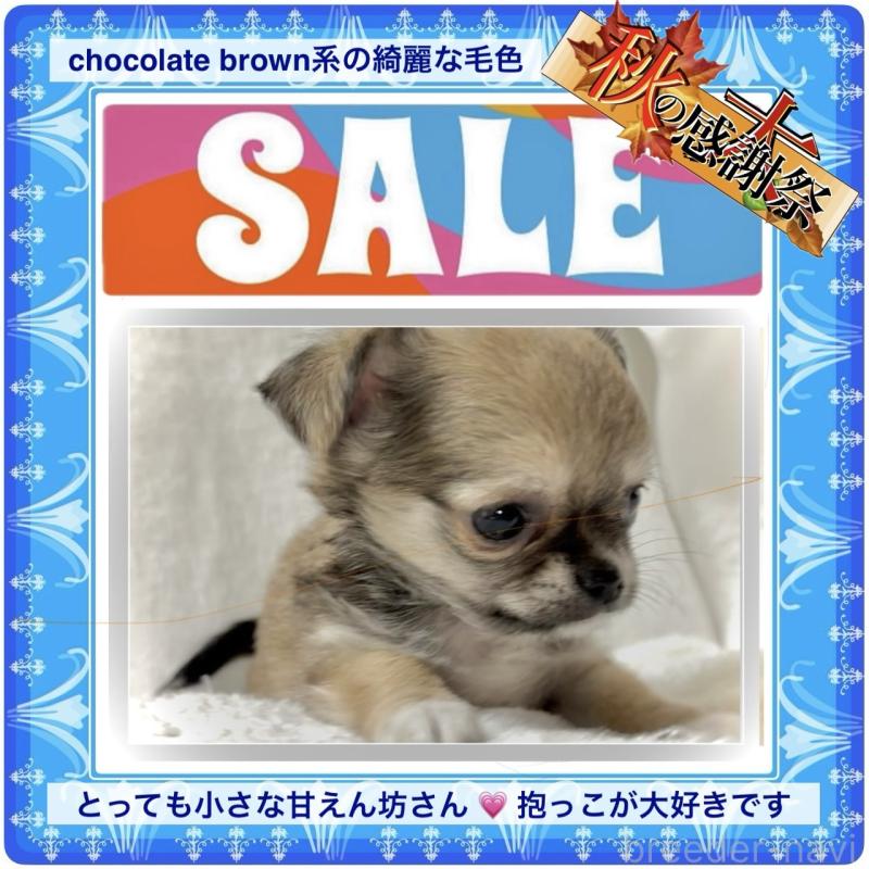 販売中の大阪府のチワワ(ロングコート)-412800の4枚目