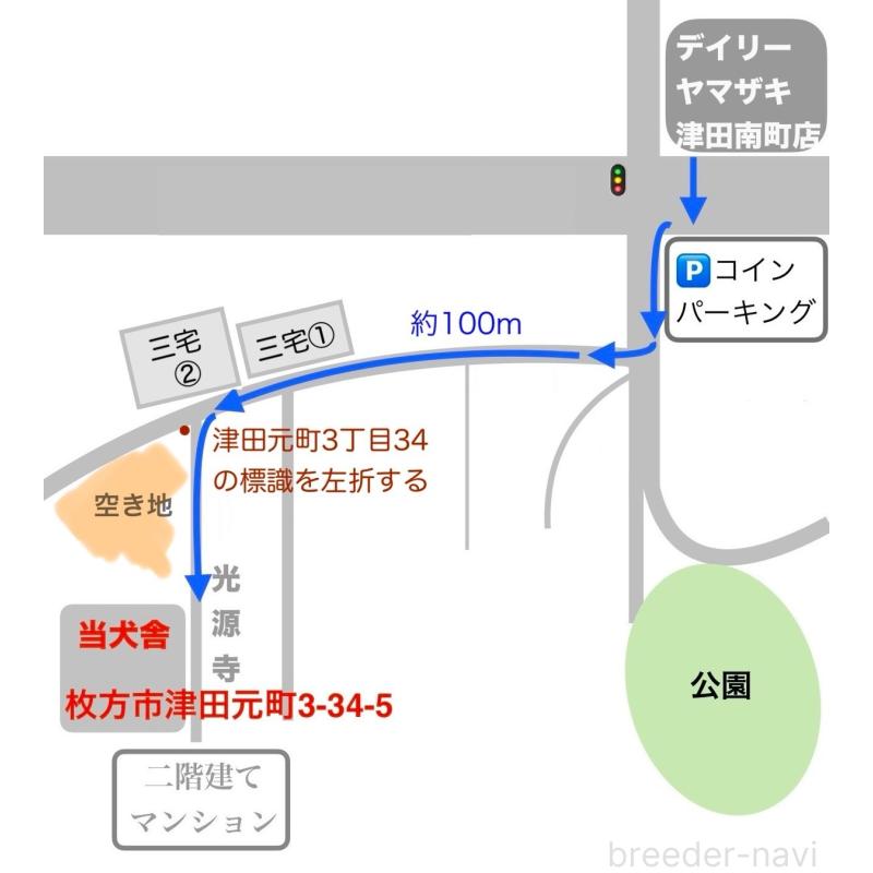 販売中の大阪府のチワワ(ロングコート)-412802の18枚目